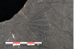 Foto (Detailansicht) von Ginkgo sp.  (NHMW-GEO-2024-0188-10587)